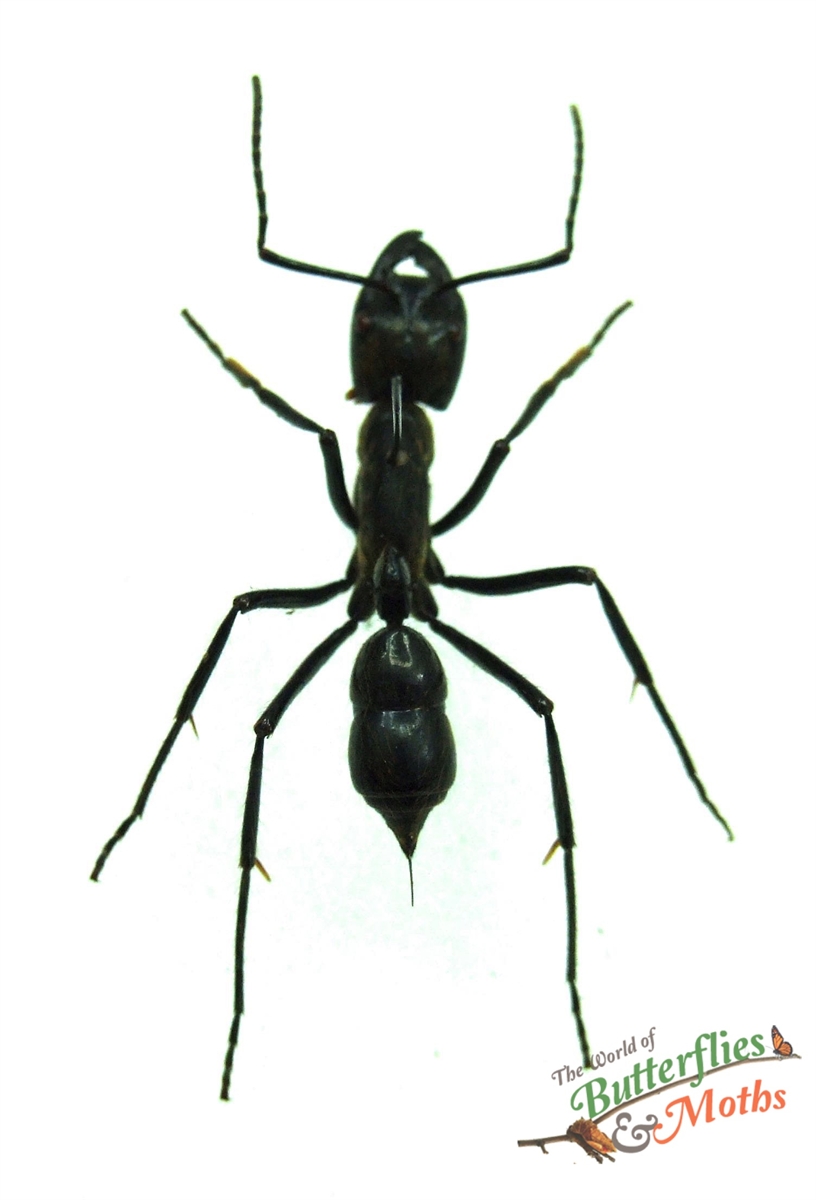 Bullet Insect Bullet Ant Paraponera clavata PERU - World of Butterflies and Moths