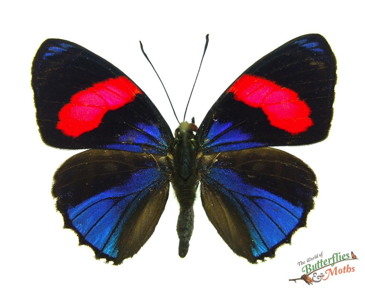 Peru Morpho Rhetenor Cacica 124mm Framed Blue Morpho Butterfly