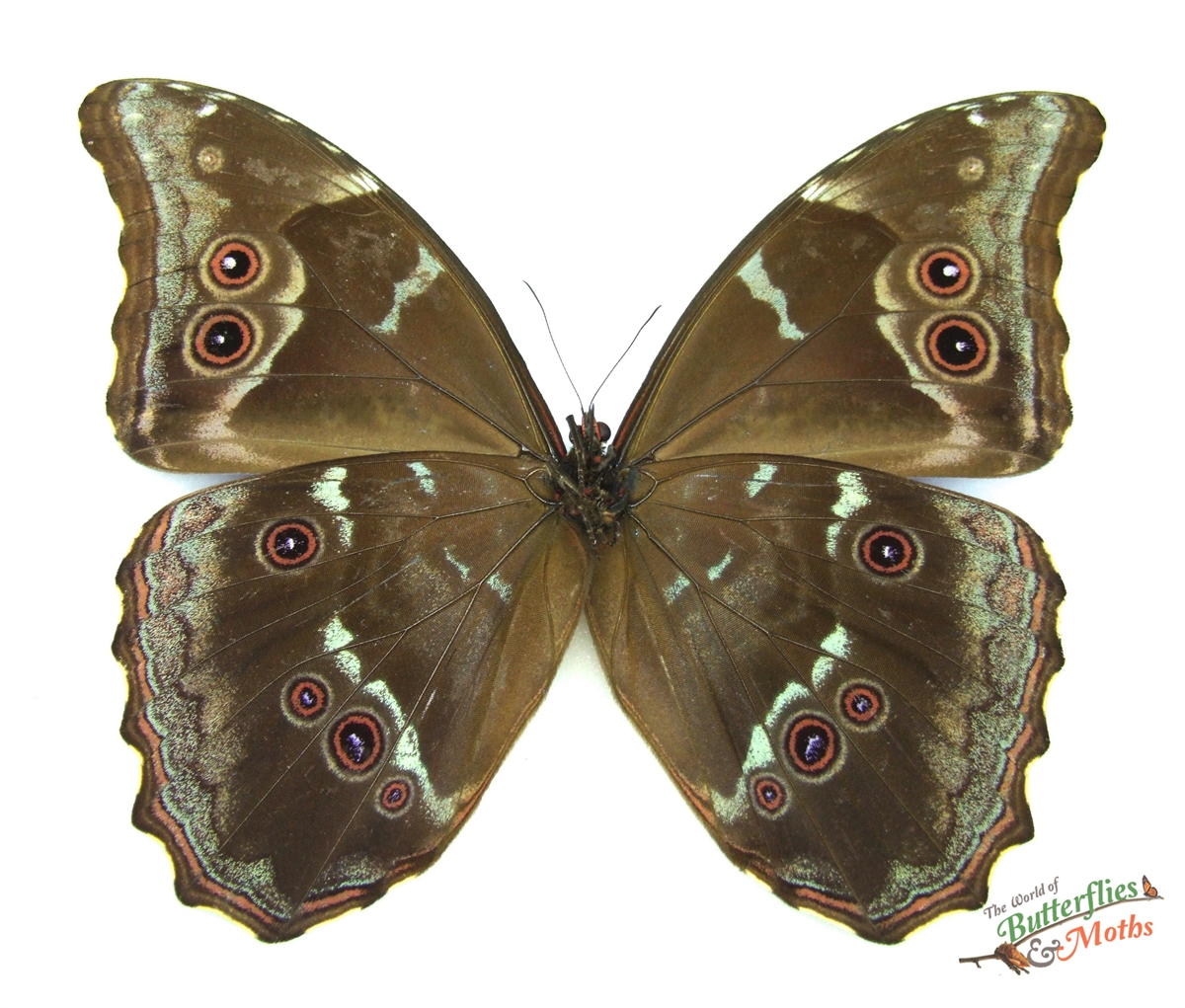Morpho didius 標本 Wholesale Morpho didius - World of Butterflies and Moths