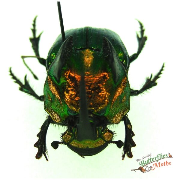 標本 Mexico Phanaeus demon demon 21mm 20mm Wholesale: Phanaeus demon Mexico - World of Butterflies and Moths