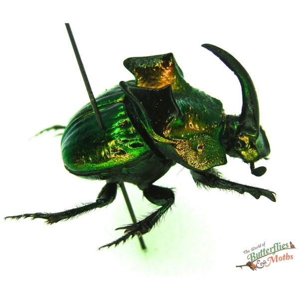 Wholesale: Phanaeus demon Mexico - World of Butterflies and Moths