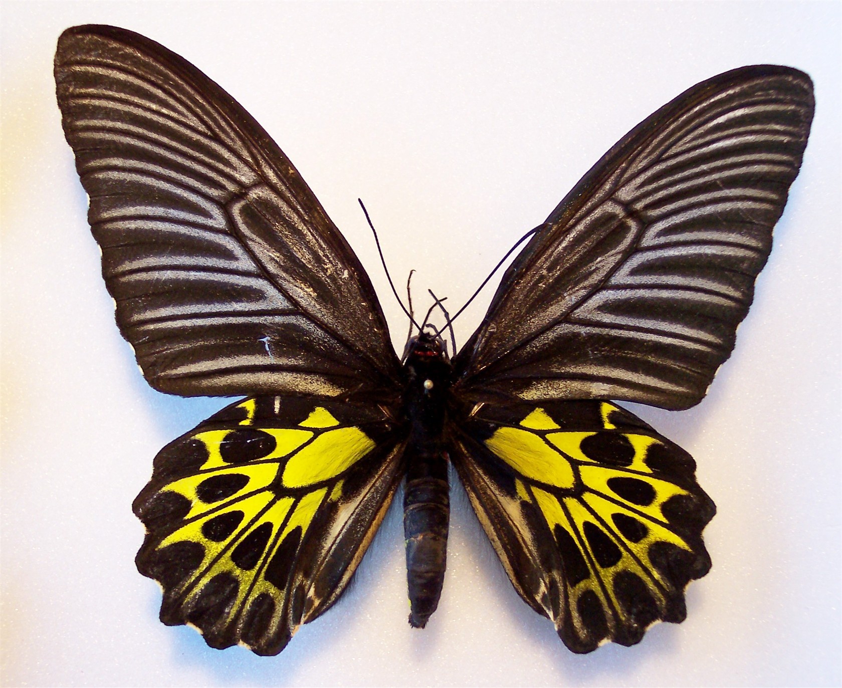 Troides aeacus China Female - World of Butterflies and Moths