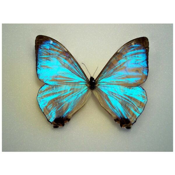 標本 Peru Morpho Rhetenor Cacica 124mm Morpho rhetenor cacica - Blue Morpho Butterfly