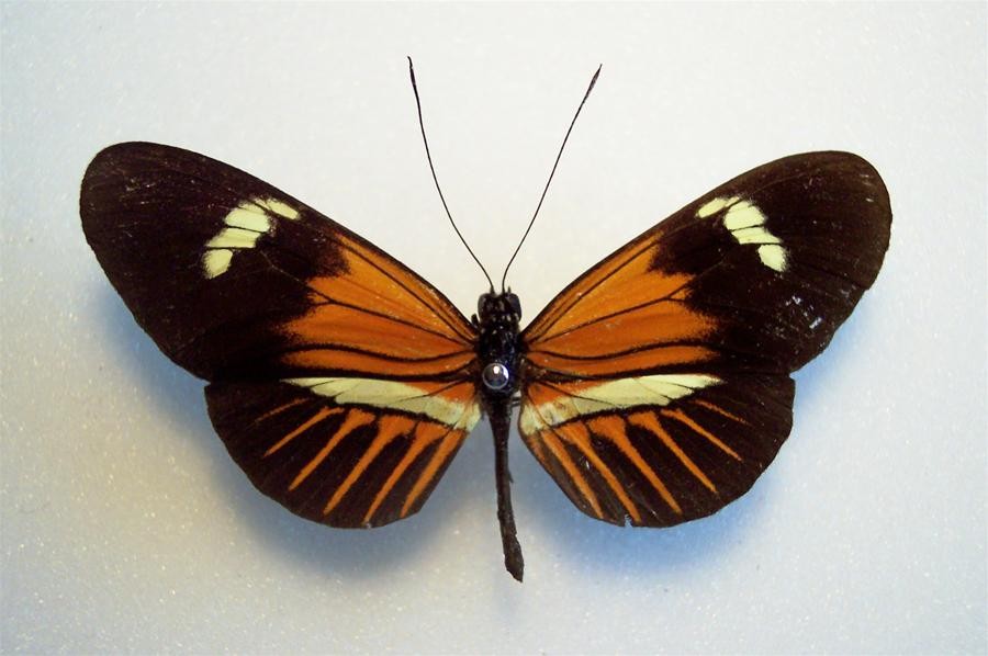 Heliconius Hybrid PERU World of Butterflies and Moths