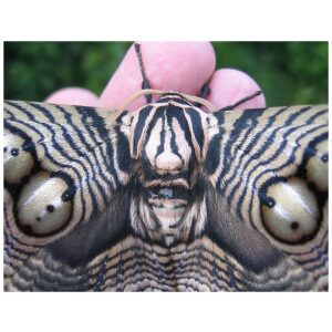 Chinese Owl Silkmoth (B.hearseyi) - World of Butterflies and Moths