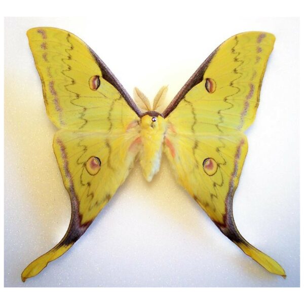 Graellsia isabellae SPAIN - World of Butterflies and Moths