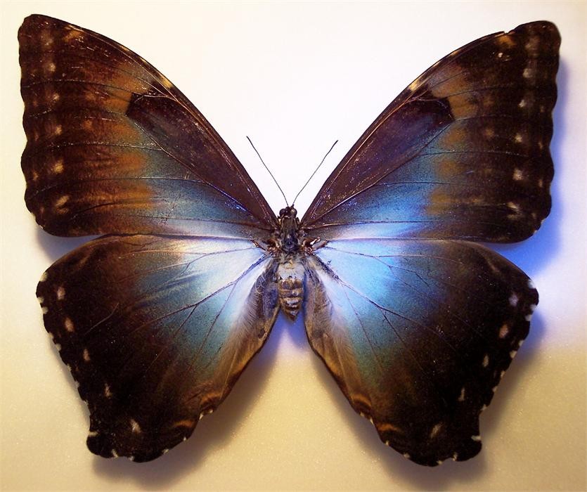 Morpho phanodemus PERU - World of Butterflies and Moths