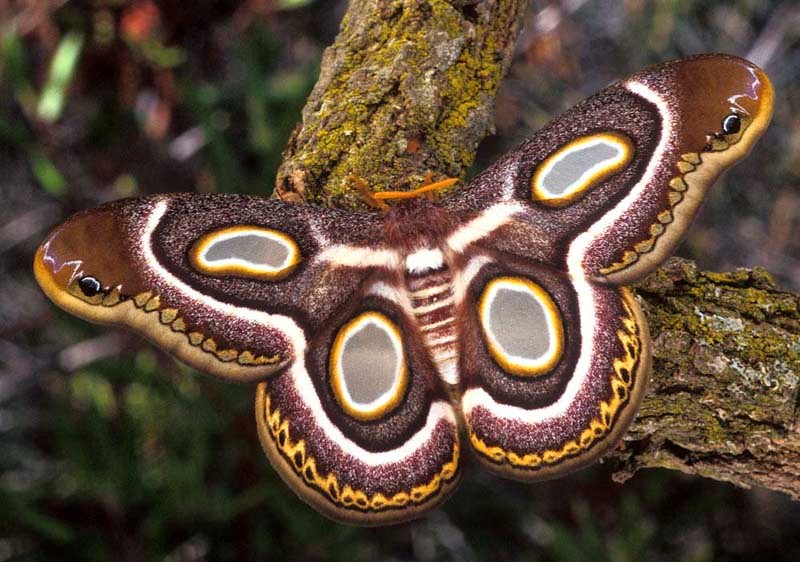 Epiphora Mythimnia Larvae (caterpillars) - World Of Butterflies And Moths