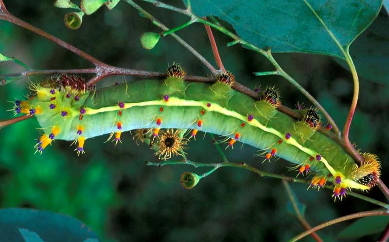 Emperor Gum Silkmoth (O.eucalypti) Cocoons (Pupae) - World of ...