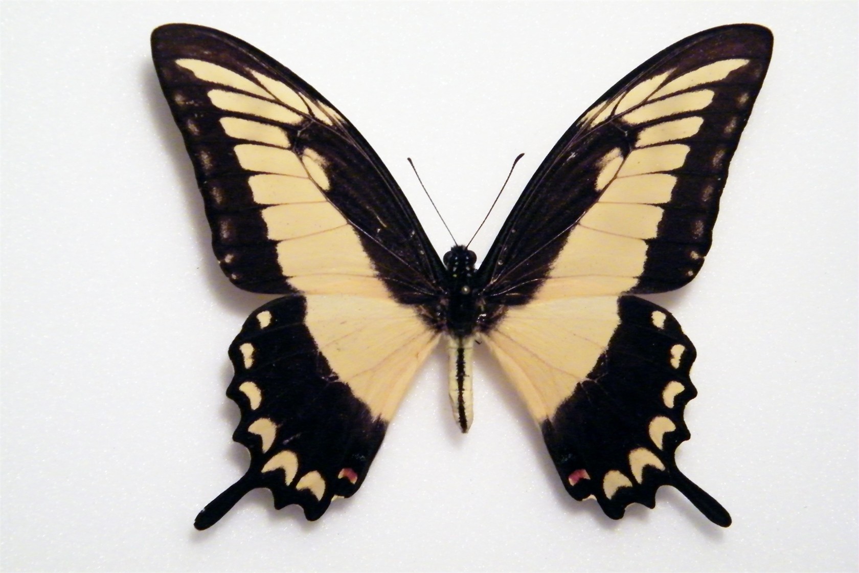 Papilio Astyalus Phanias PERU - World Of Butterflies And Moths