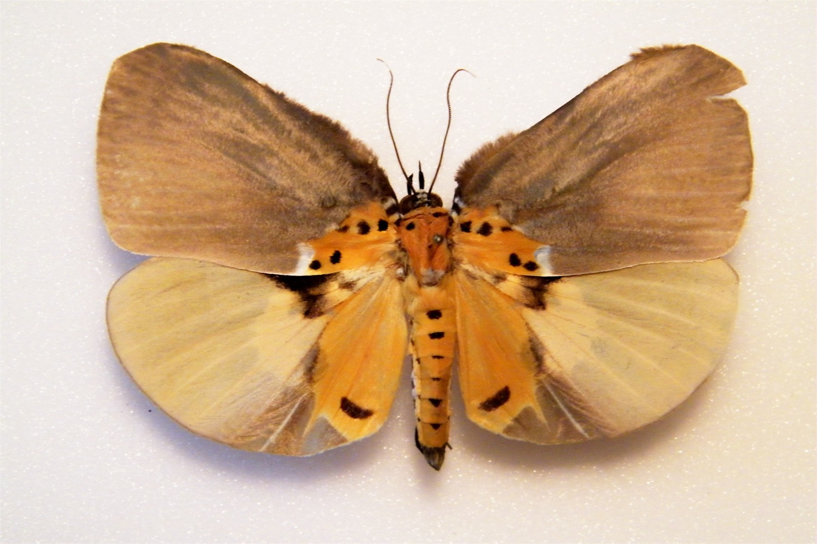 Peridrome orbicularis THAILAND - World of Butterflies and Moths