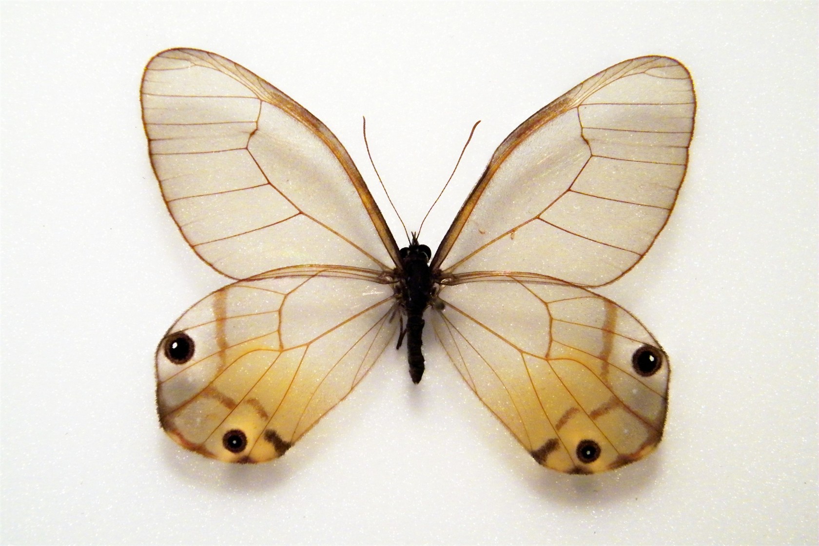 Haetera piera PERU World of Butterflies and Moths