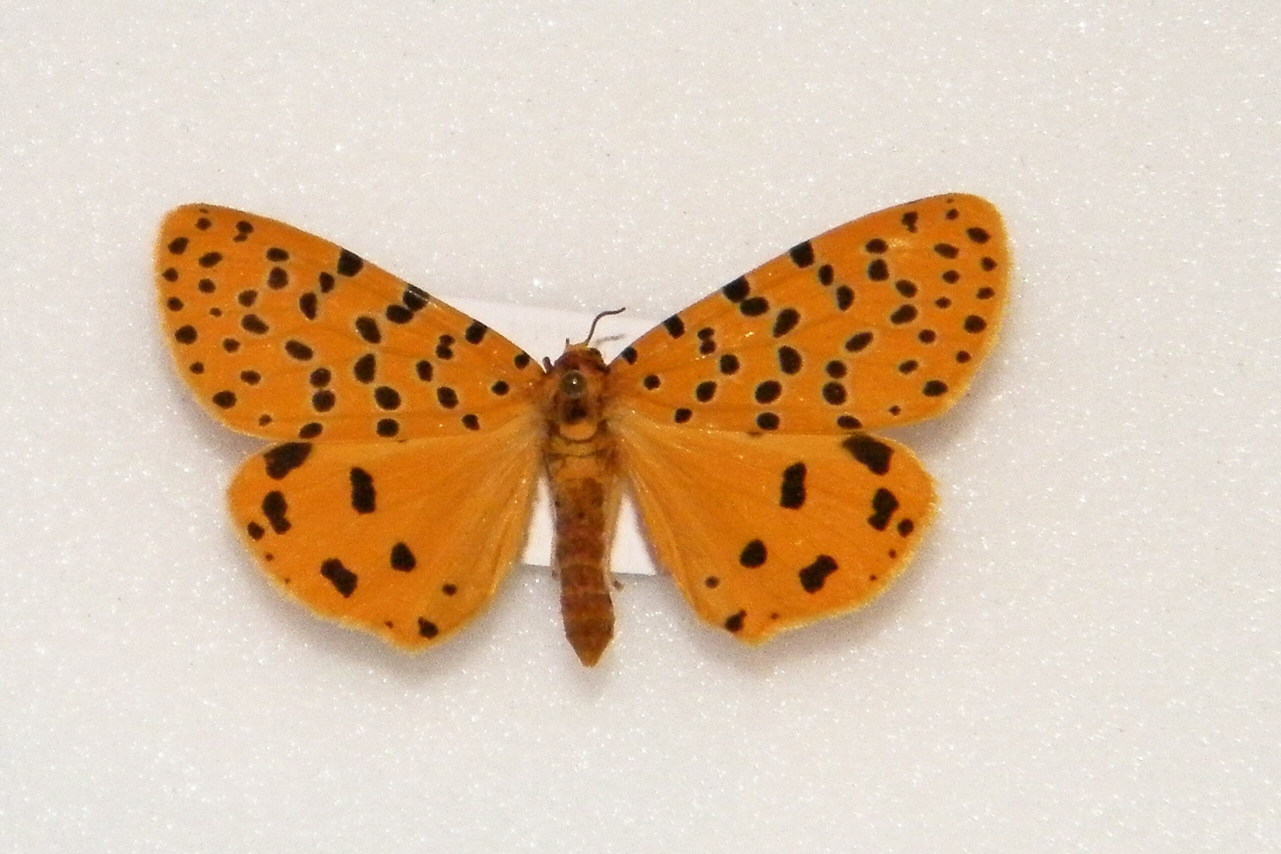 Argina astrea THAILAND - World of Butterflies and Moths