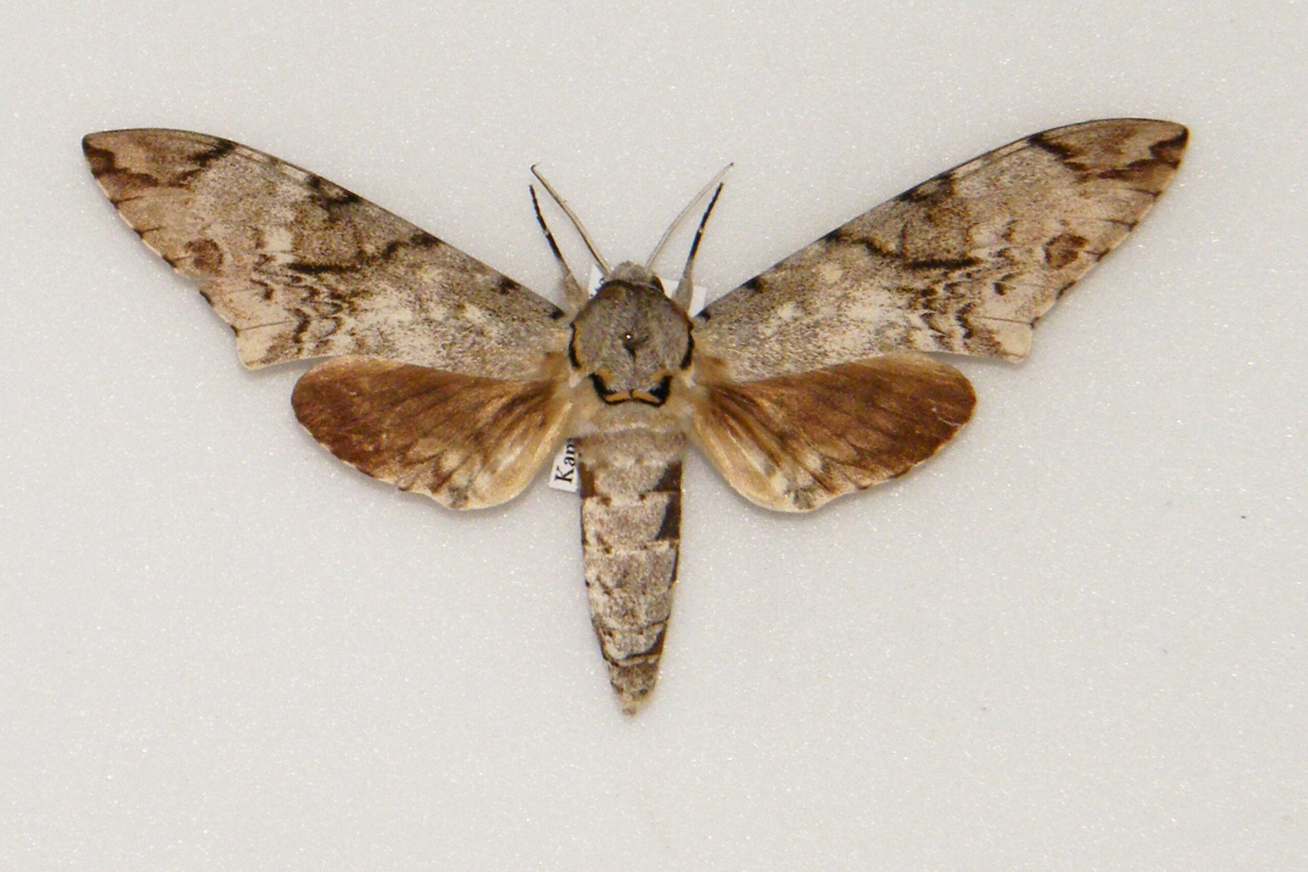 Meganoton natalensis UGANDA World of Butterflies and Moths