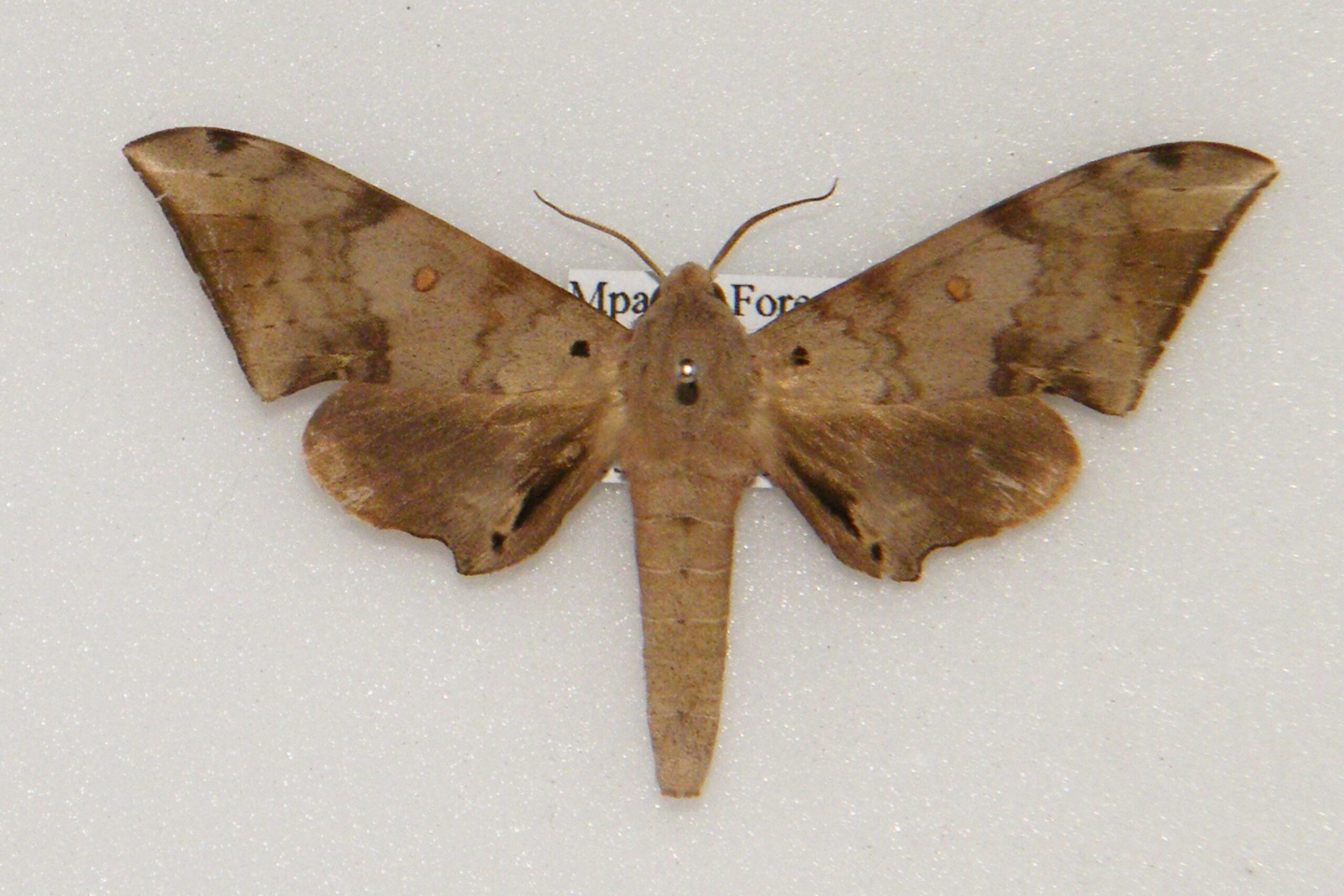 Polyptychus murinus UGANDA World of Butterflies and Moths