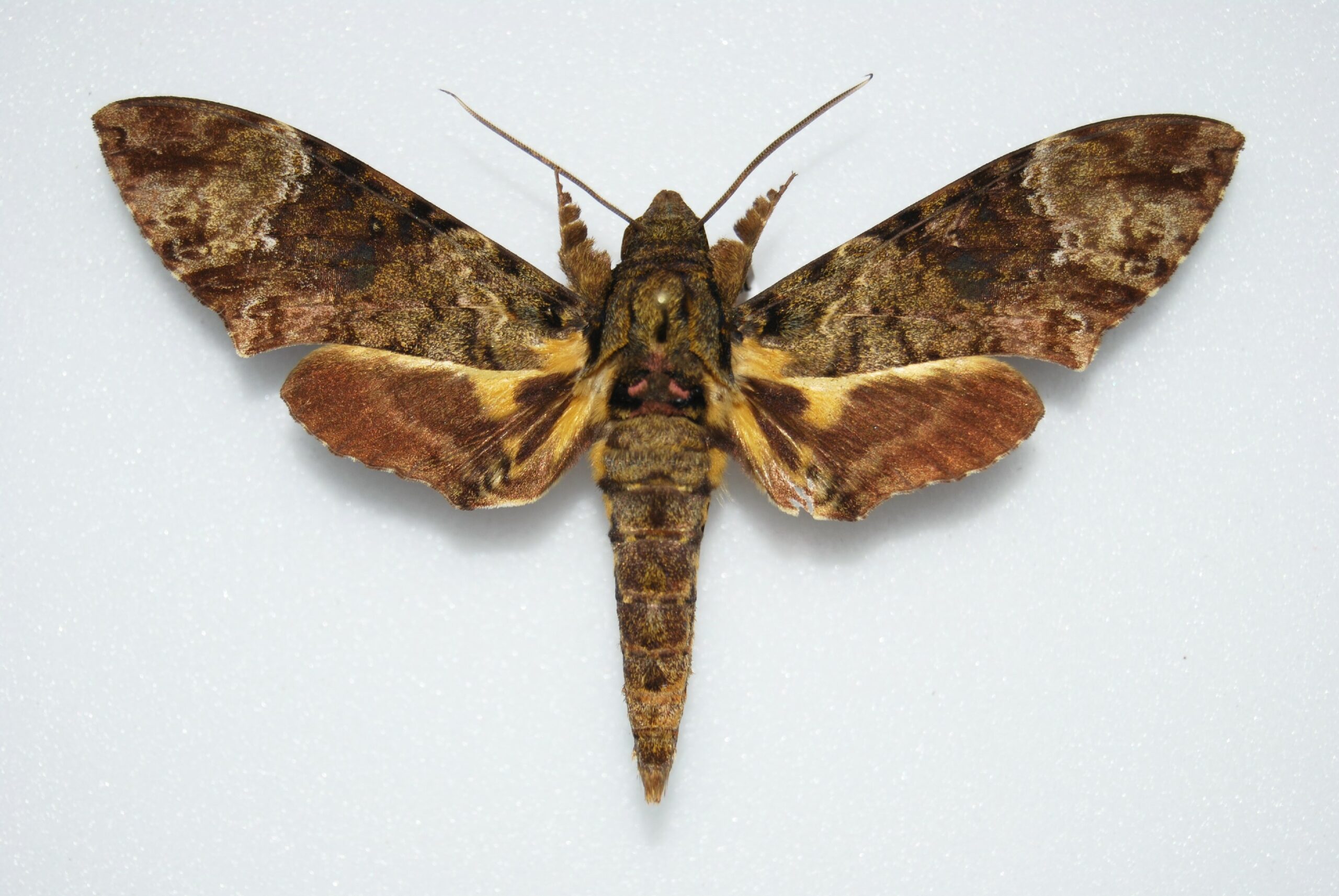 Coelonia fulvinotata UGANDA World of Butterflies and Moths