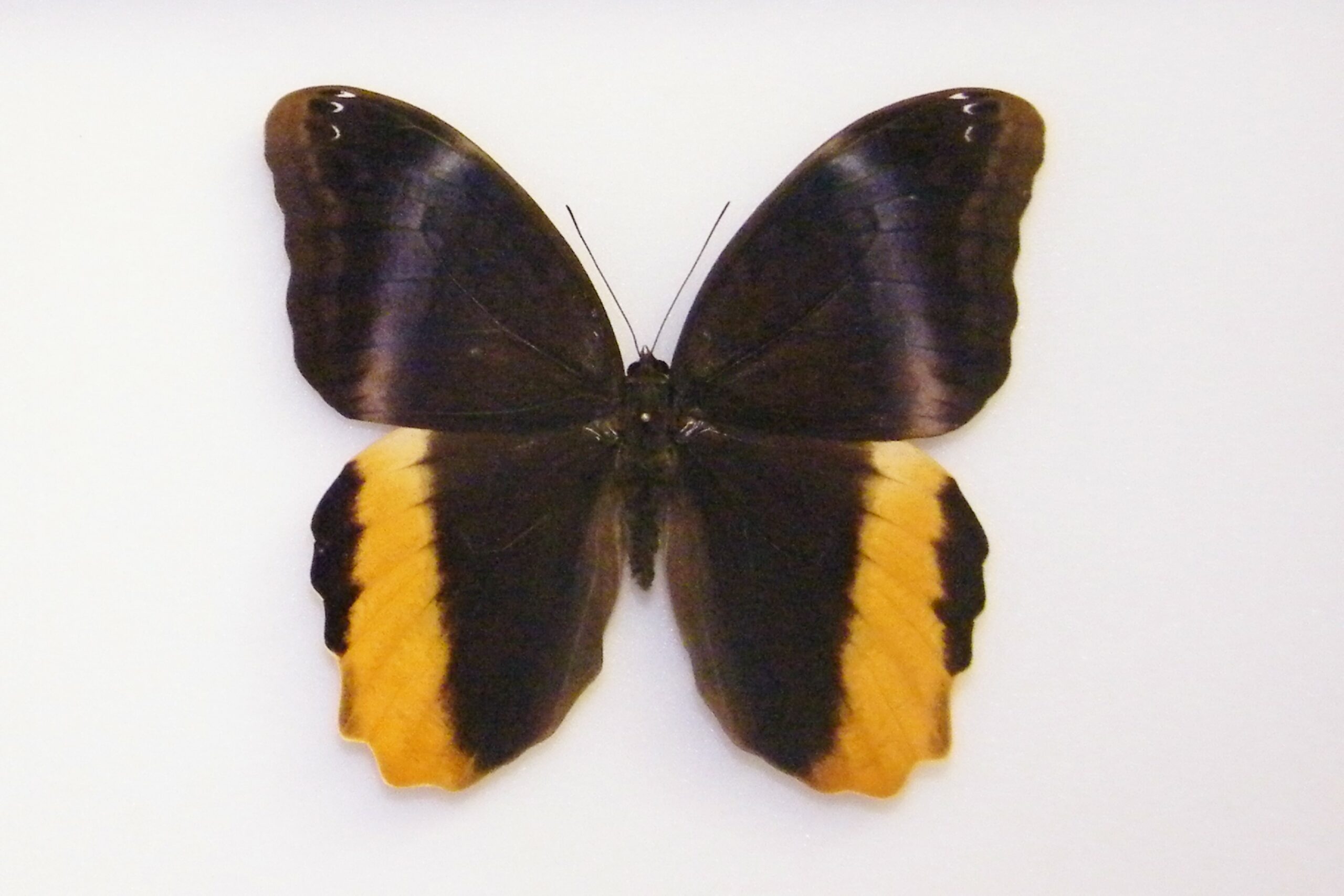 Caligo Prometheus Caligo atreus PERU - World of Butterflies and Moths