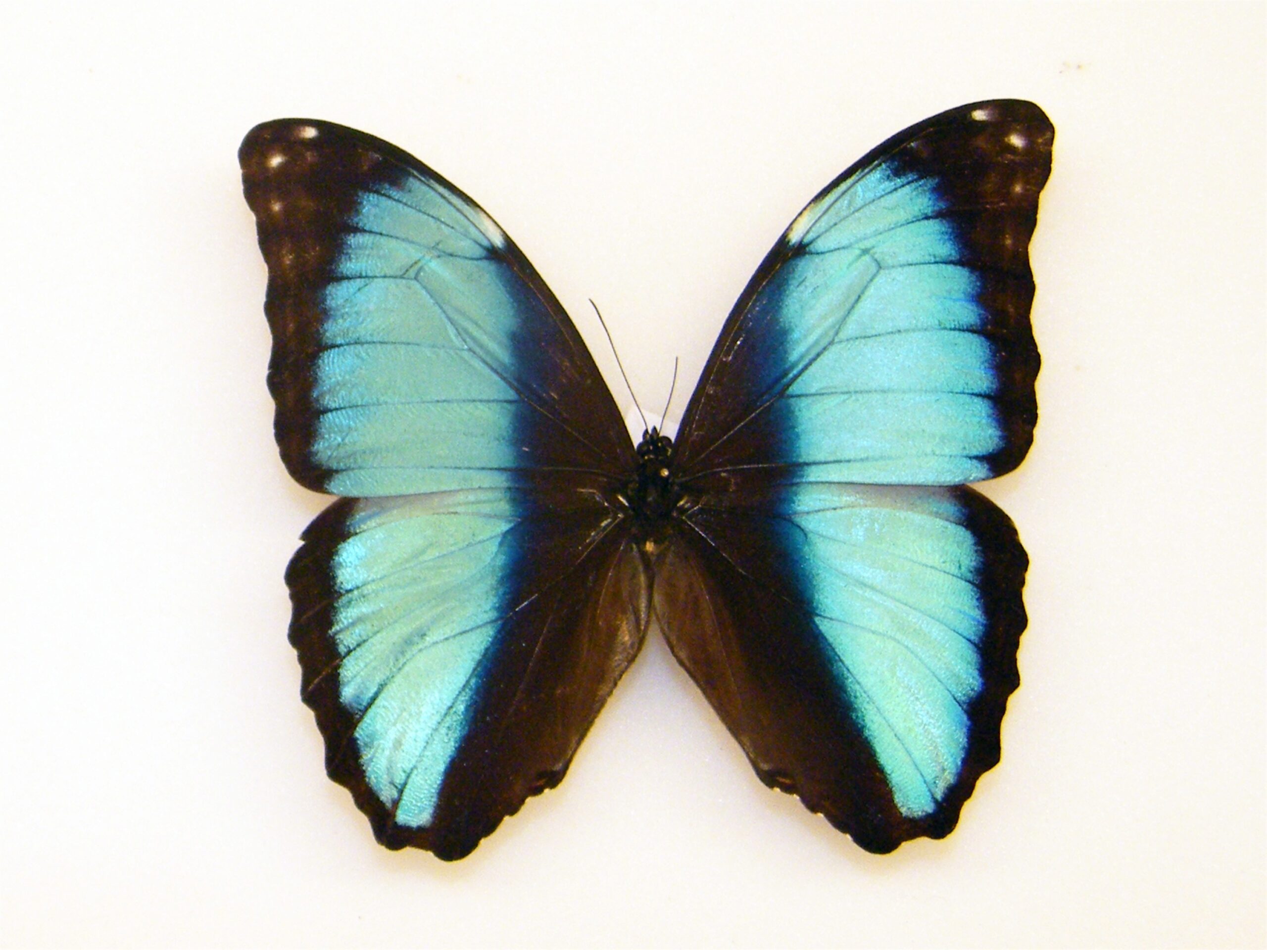 Morpho deidamia PERU - World of Butterflies and Moths
