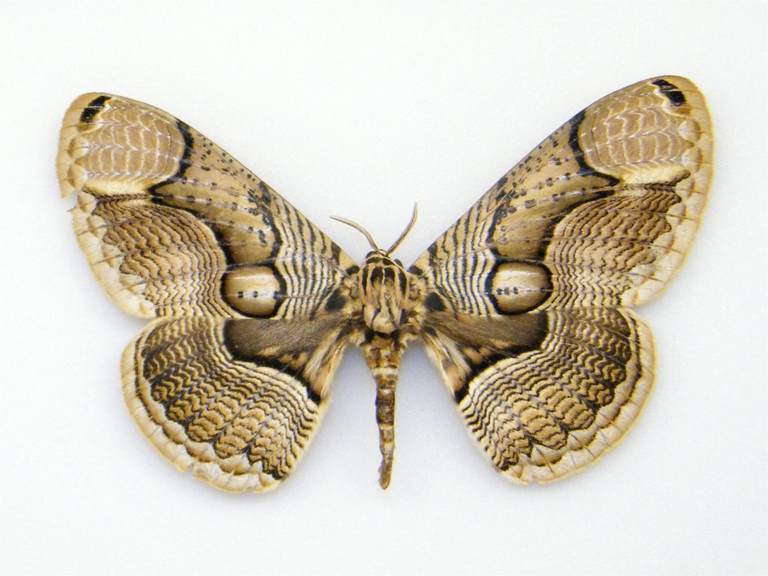 Brahmaea hearseyi THAILAND - World of Butterflies and Moths