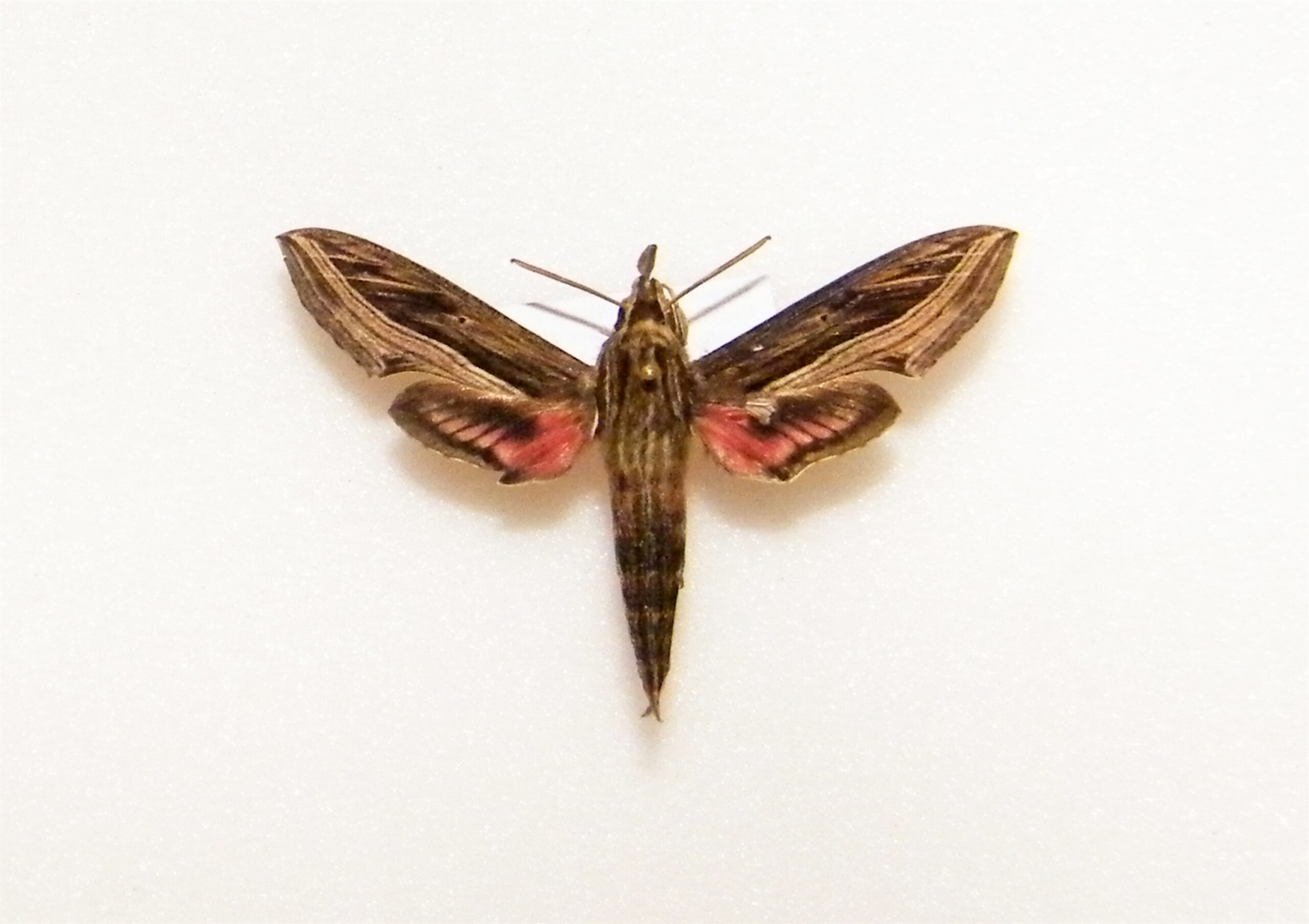 Hippotion aporodes UGANDA World of Butterflies and Moths