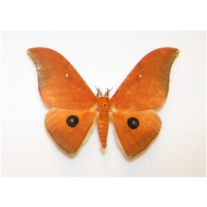 Pseudobunaea illustris CAMEROON