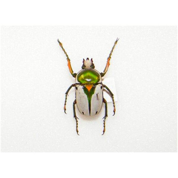 Tanzania Eudicela e.euthalia 40mm Euthalia - Wikipedia