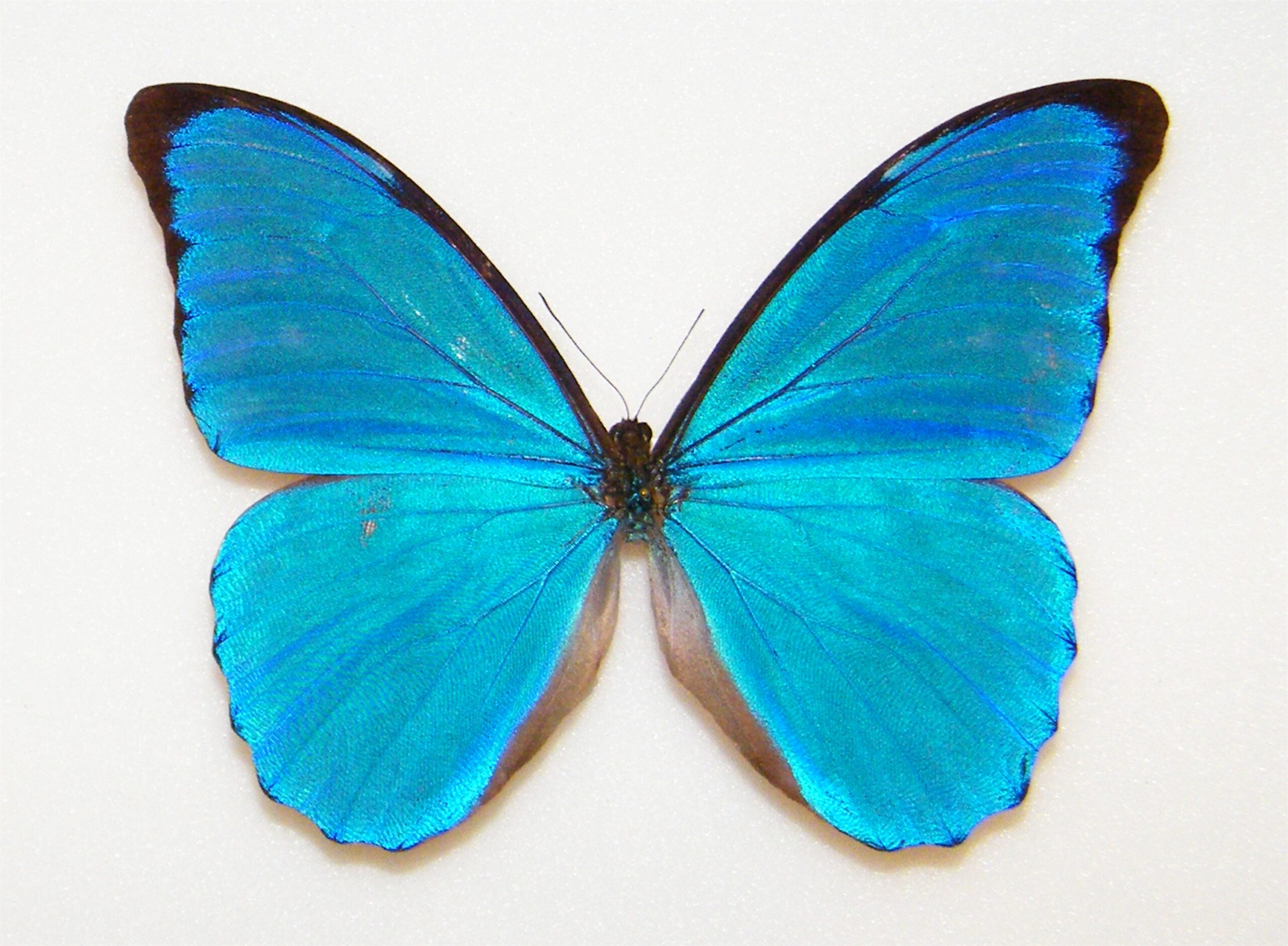 Morpho anaxibia BRAZIL - World of Butterflies and Moths