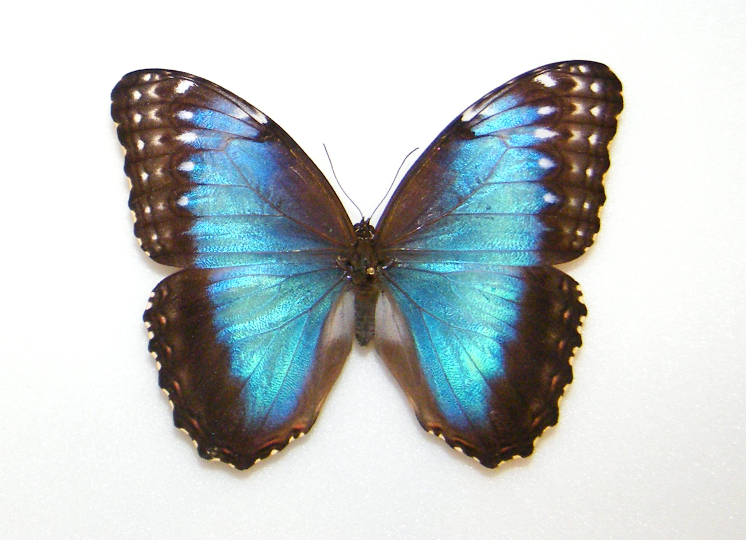 Morpho helenor montezuma BRASIL - World of Butterflies and Moths