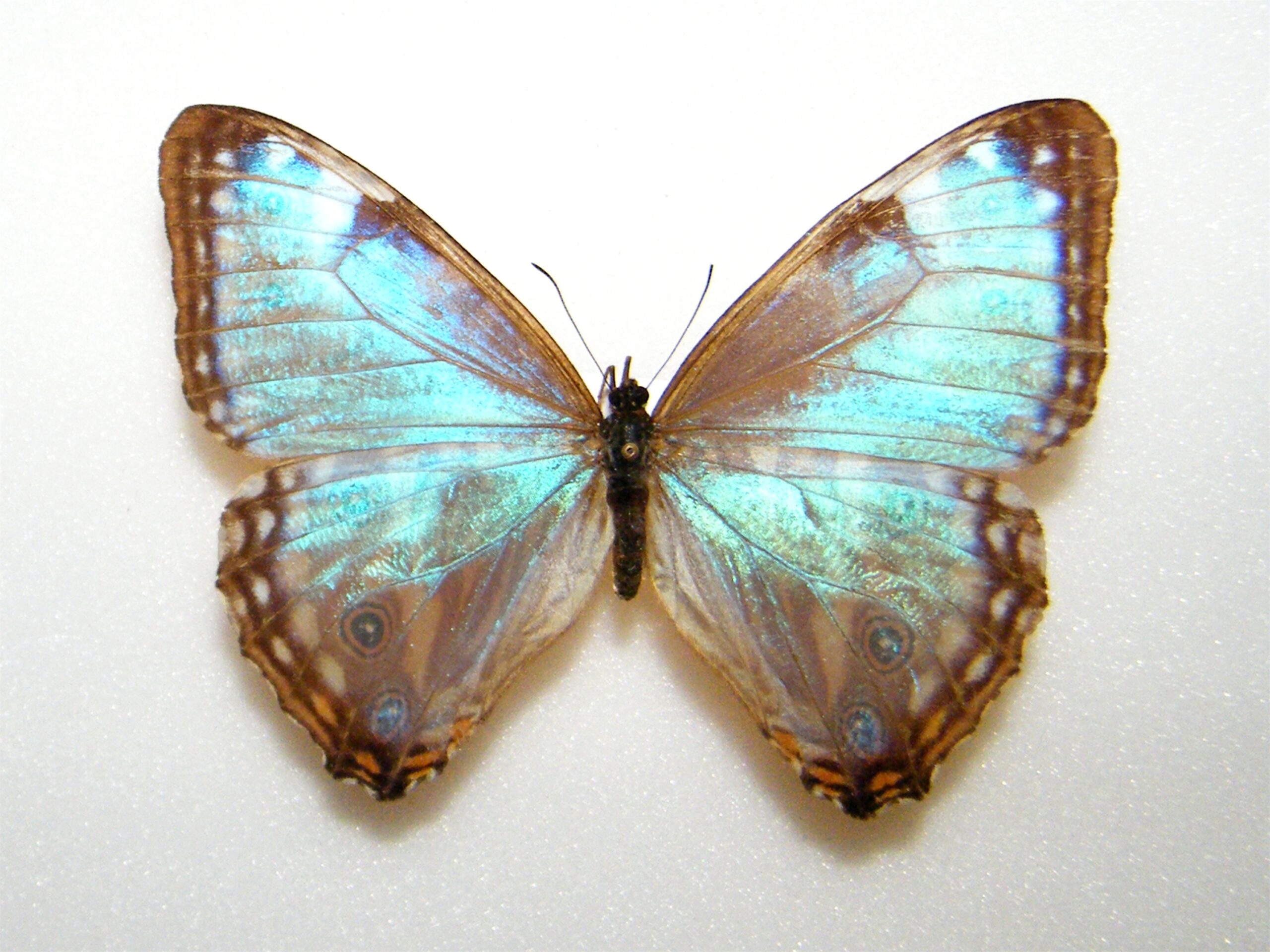 標本 Brazil Morpho portis thamyris 75mm Brazil Morpho portis thamyris 75mm What I learned about