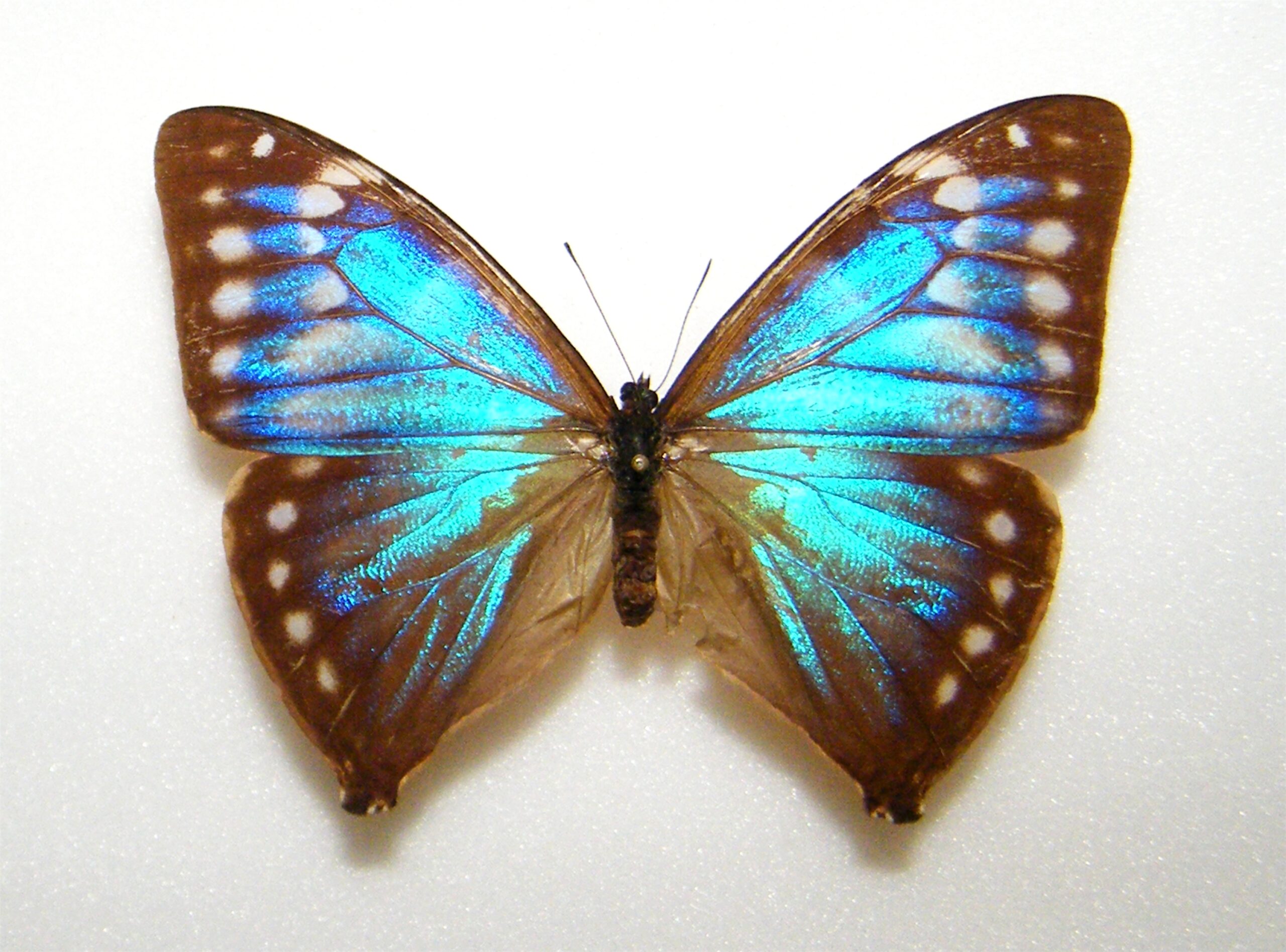 Morpho aega - : 蝶の標本 Yahoo!オークション エガモルフォ 外国産蝶
