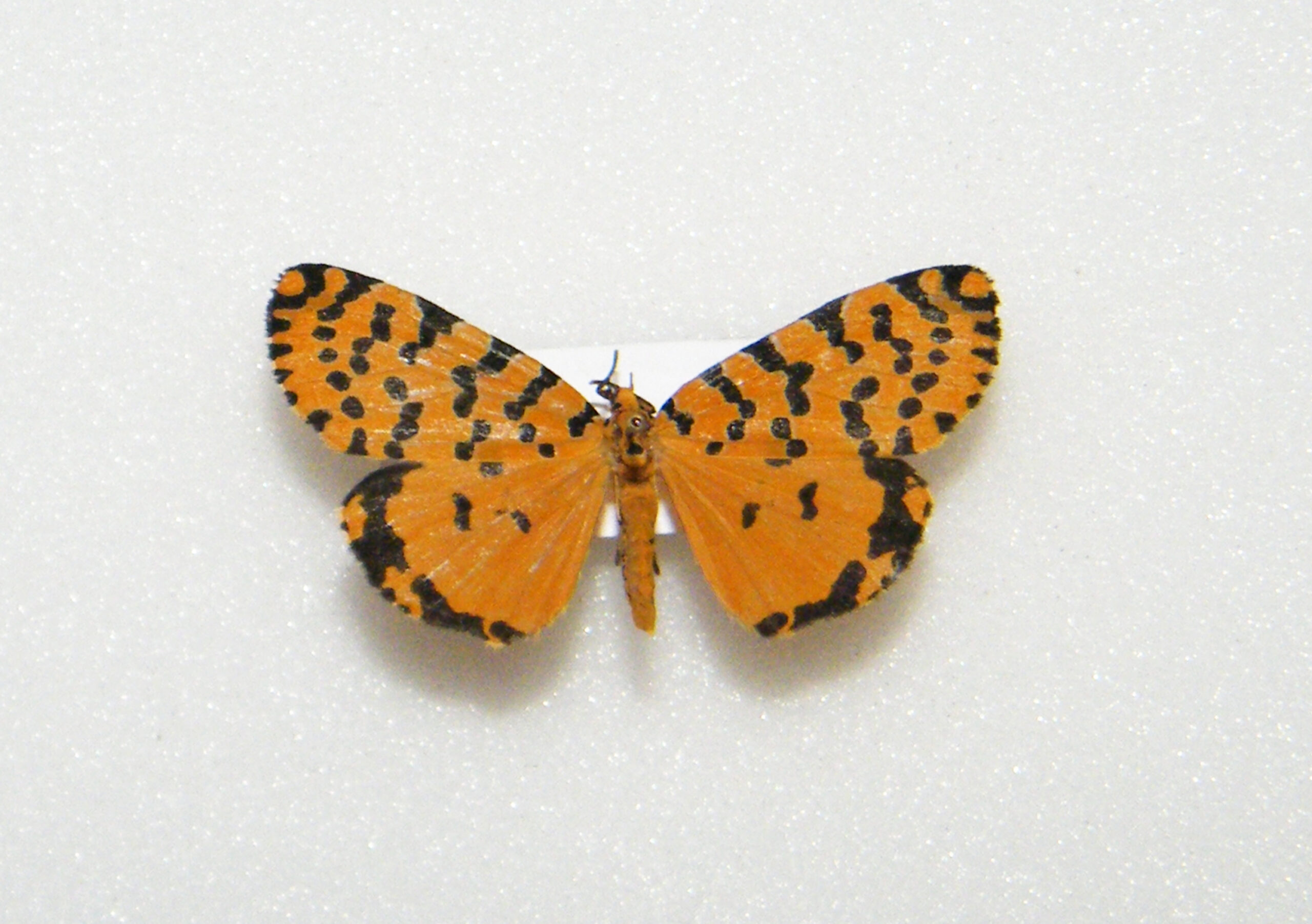 Argina amanda TOGO - World of Butterflies and Moths