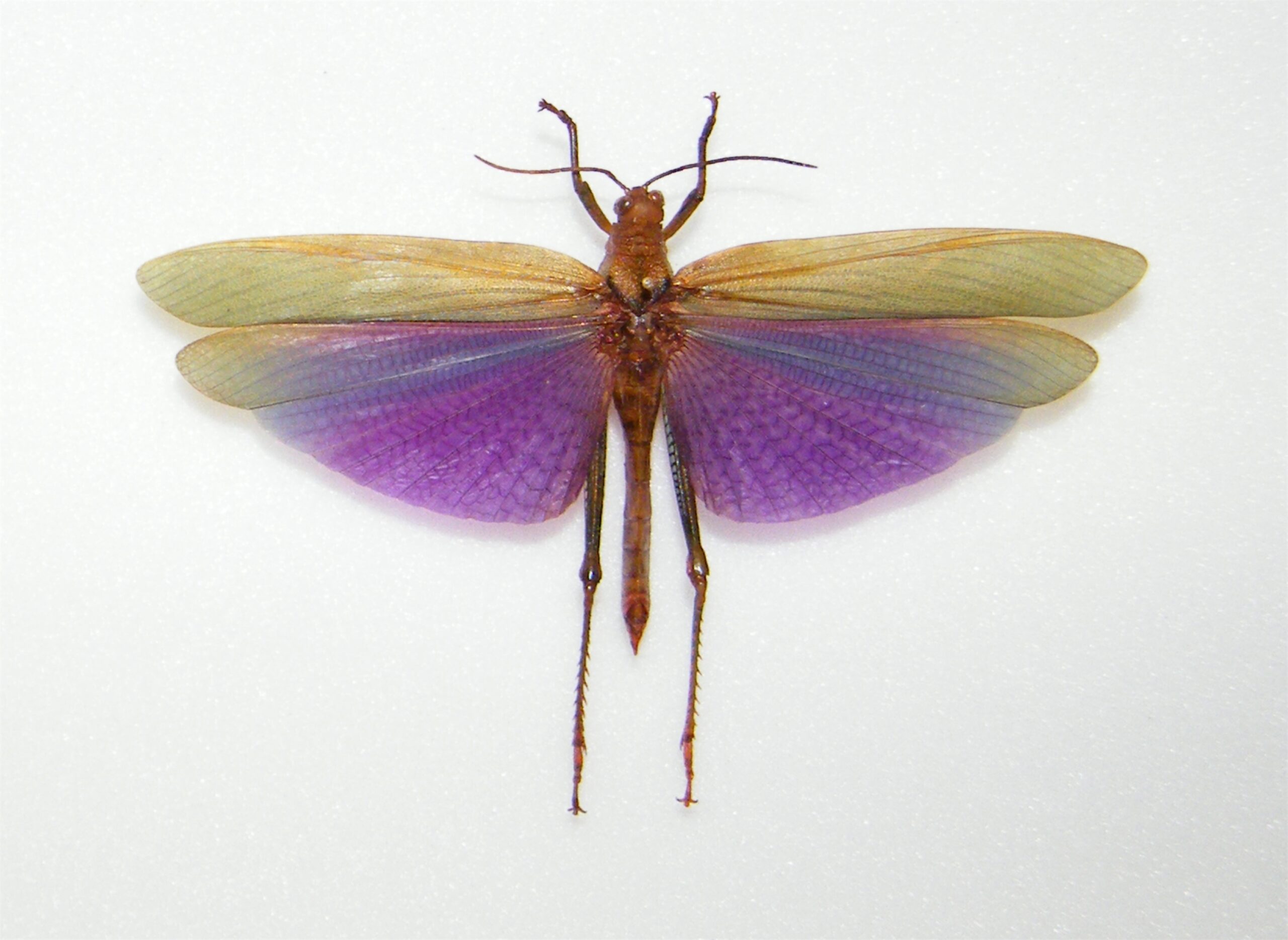 Peru 安い Titanacris albipes 172mm(wing) P115a-448x600.jpg