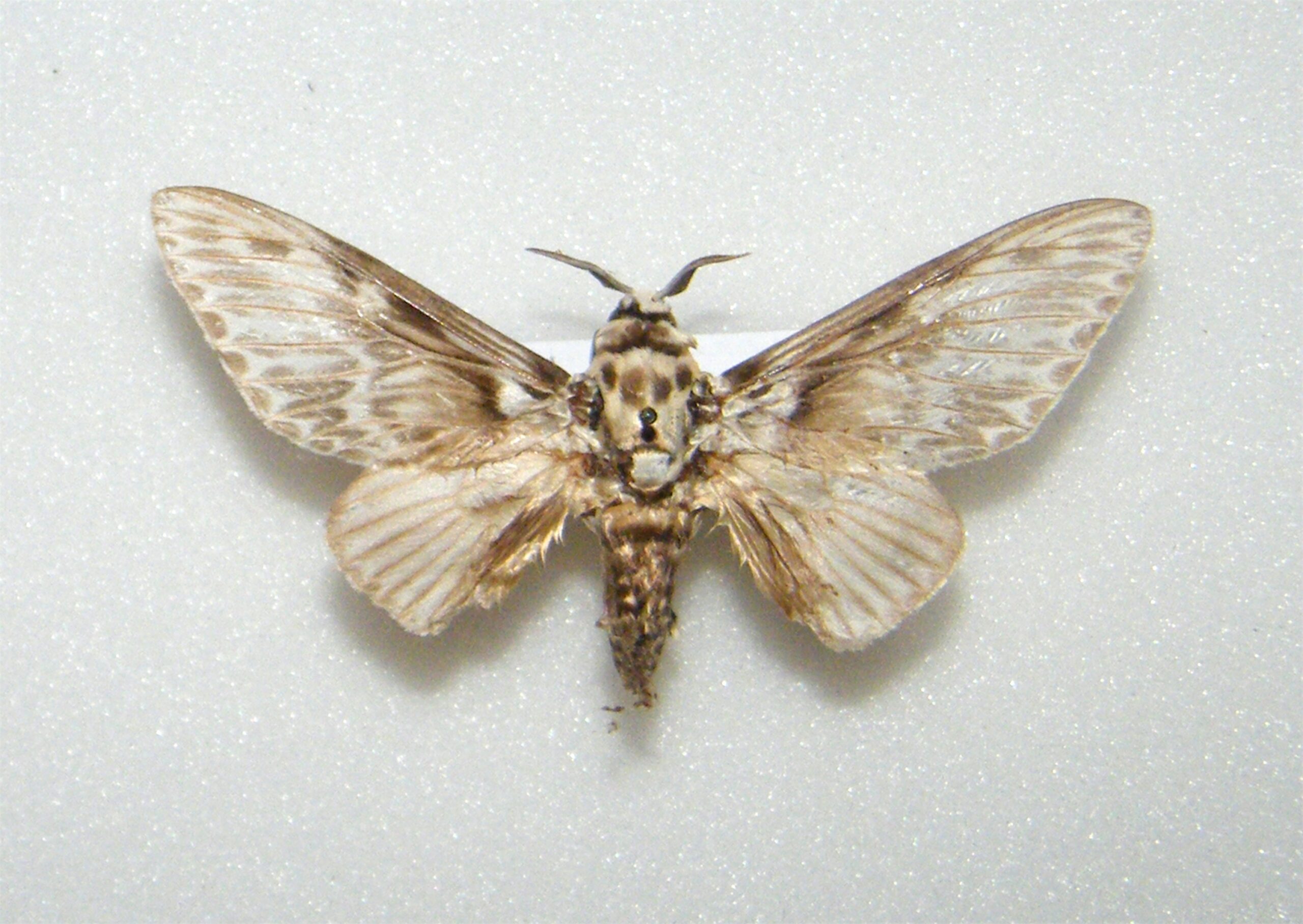 Podila Insect Podalia orsilocha BOLIVIA - World of Butterflies and Moths