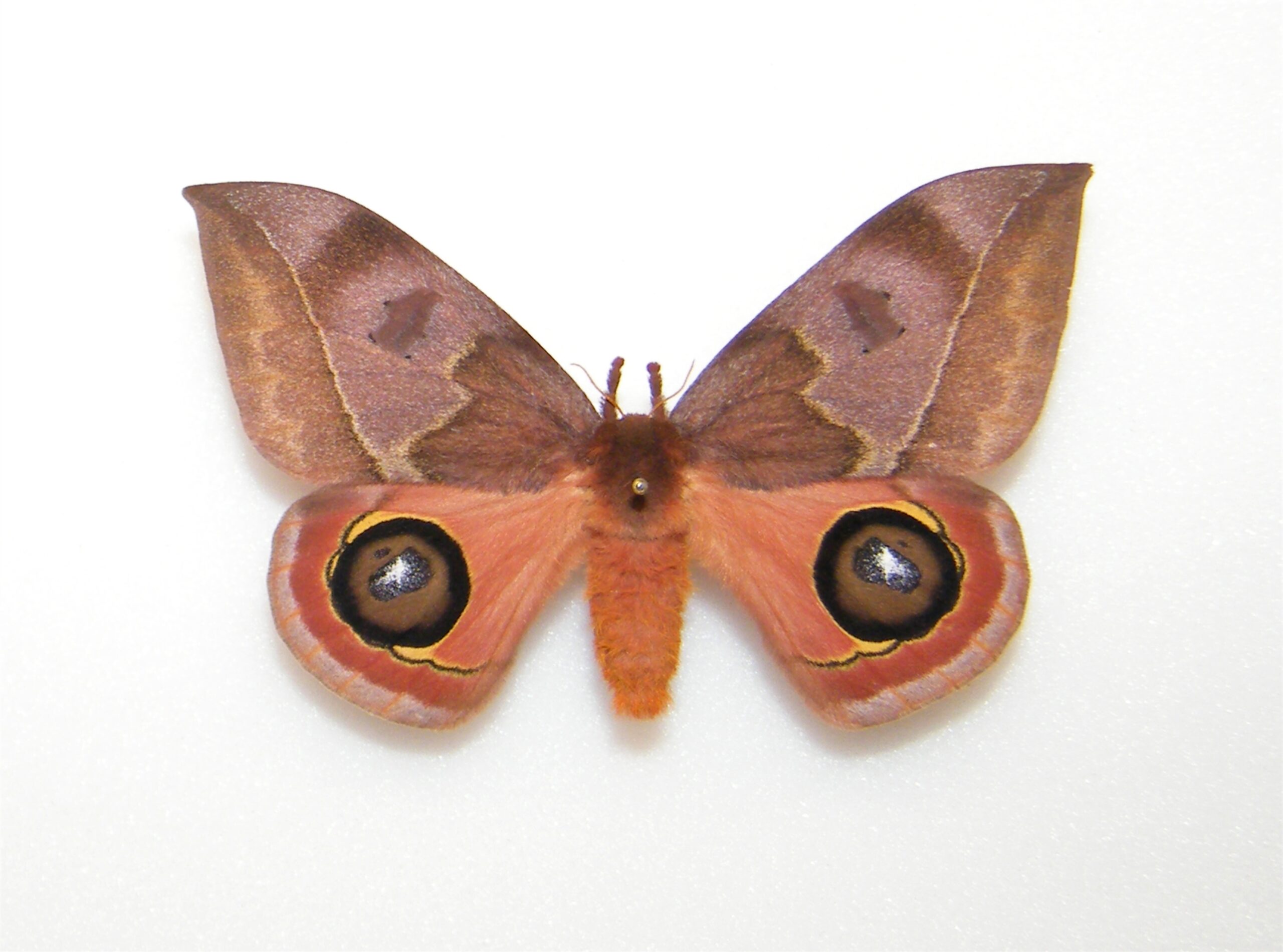 Automeris excreta HONDURAS - World of Butterflies and Moths