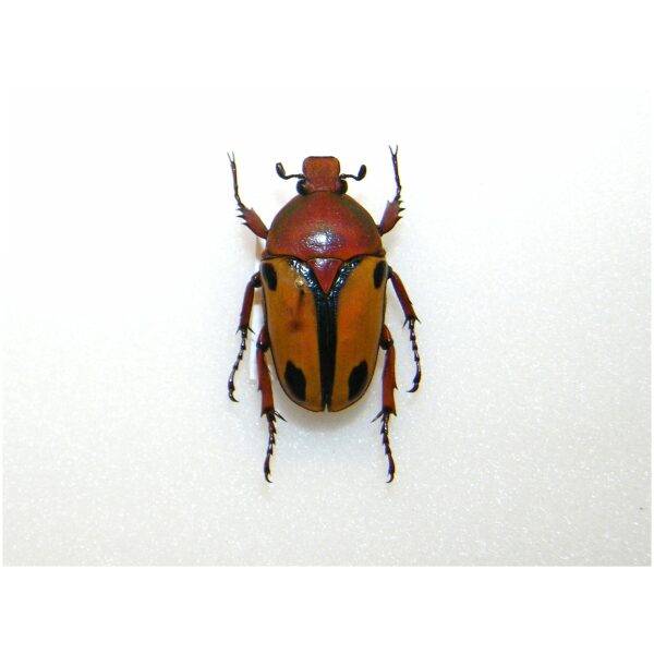 Eudicella trilineata TANZANIA - World of Butterflies and Moths