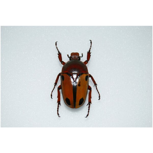 昆虫用品 Tanzania Eudicela e.euthalia 40mm