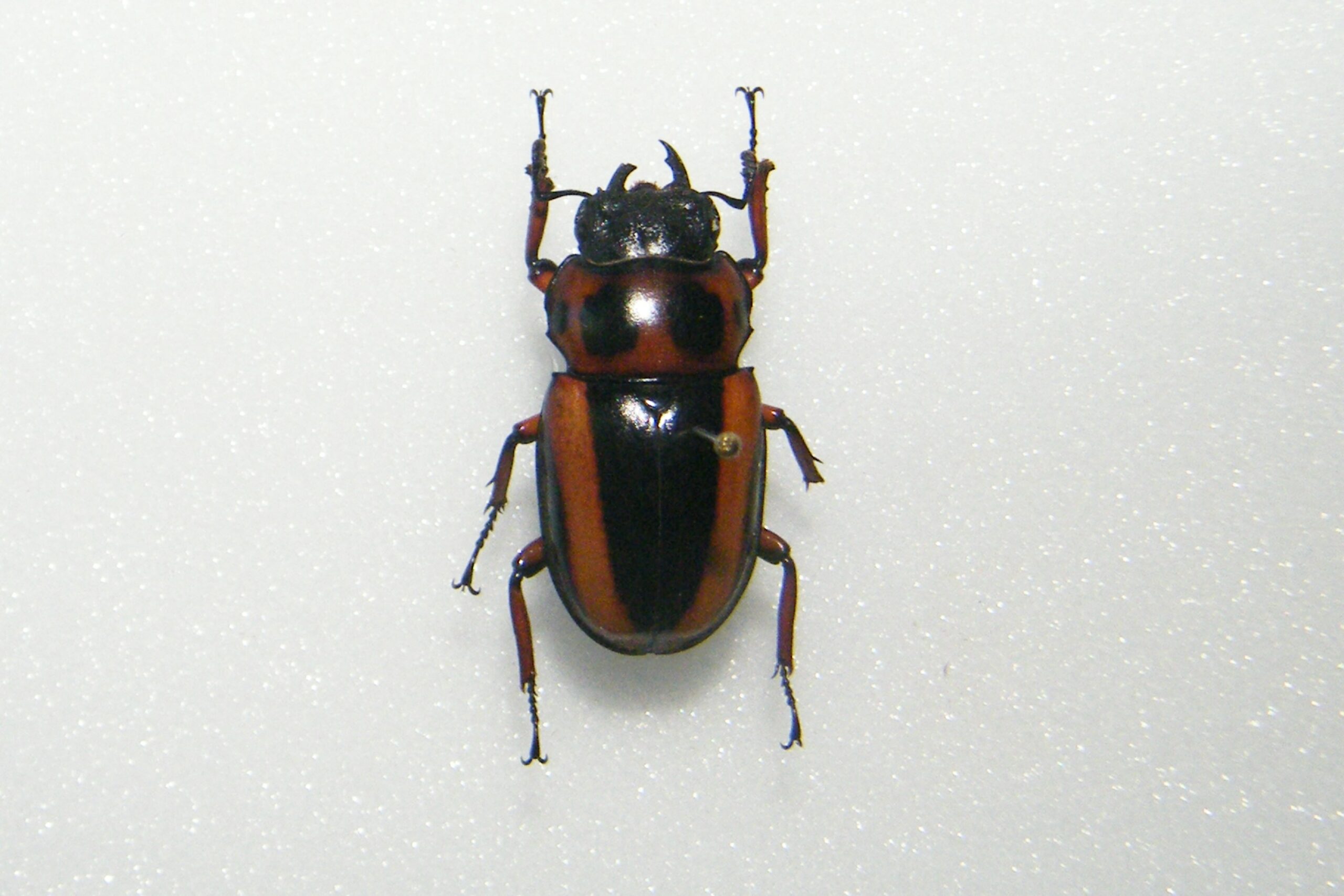 Prosopocoilus savagei UGANDA World of Butterflies and Moths