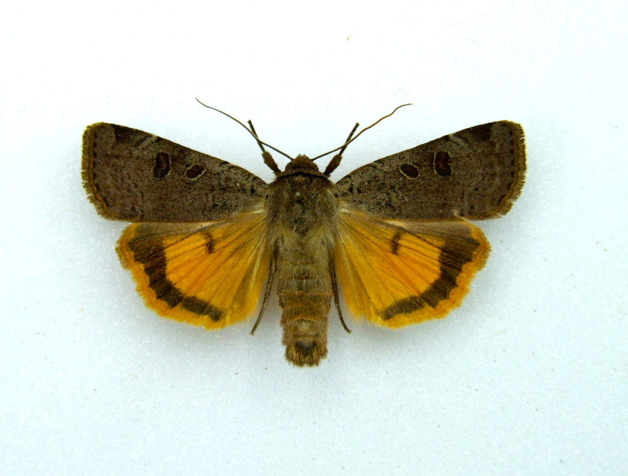 Noctua comes LESSER YELLOW UNDERWING World of Butterflies and Moths