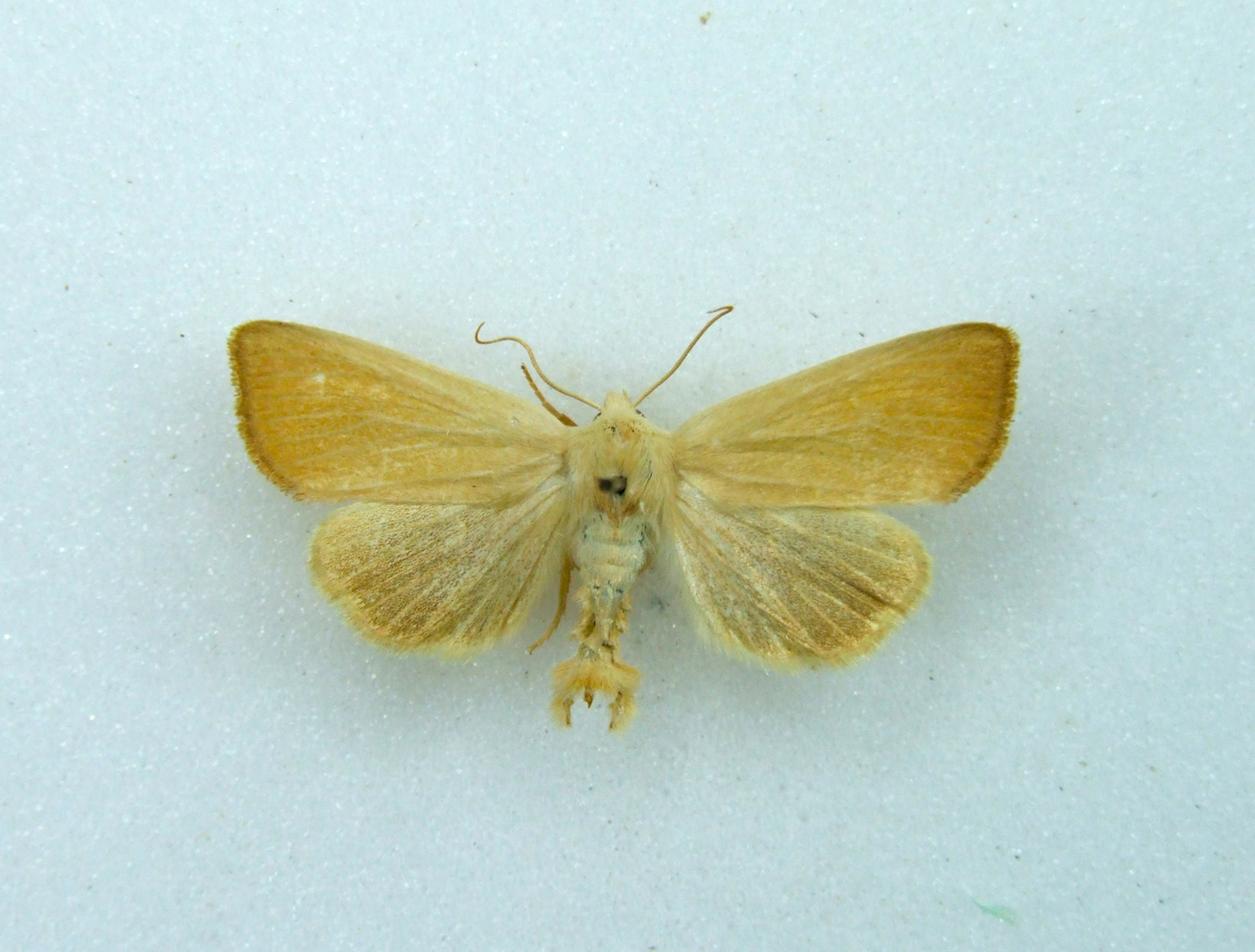 Arenostola phragmitidis FEN WAINSCOT World of Butterflies and Moths