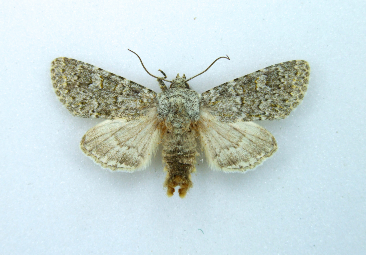 Polymixis flavicincta LARGE RANUNCULUS - World of Butterflies and Moths