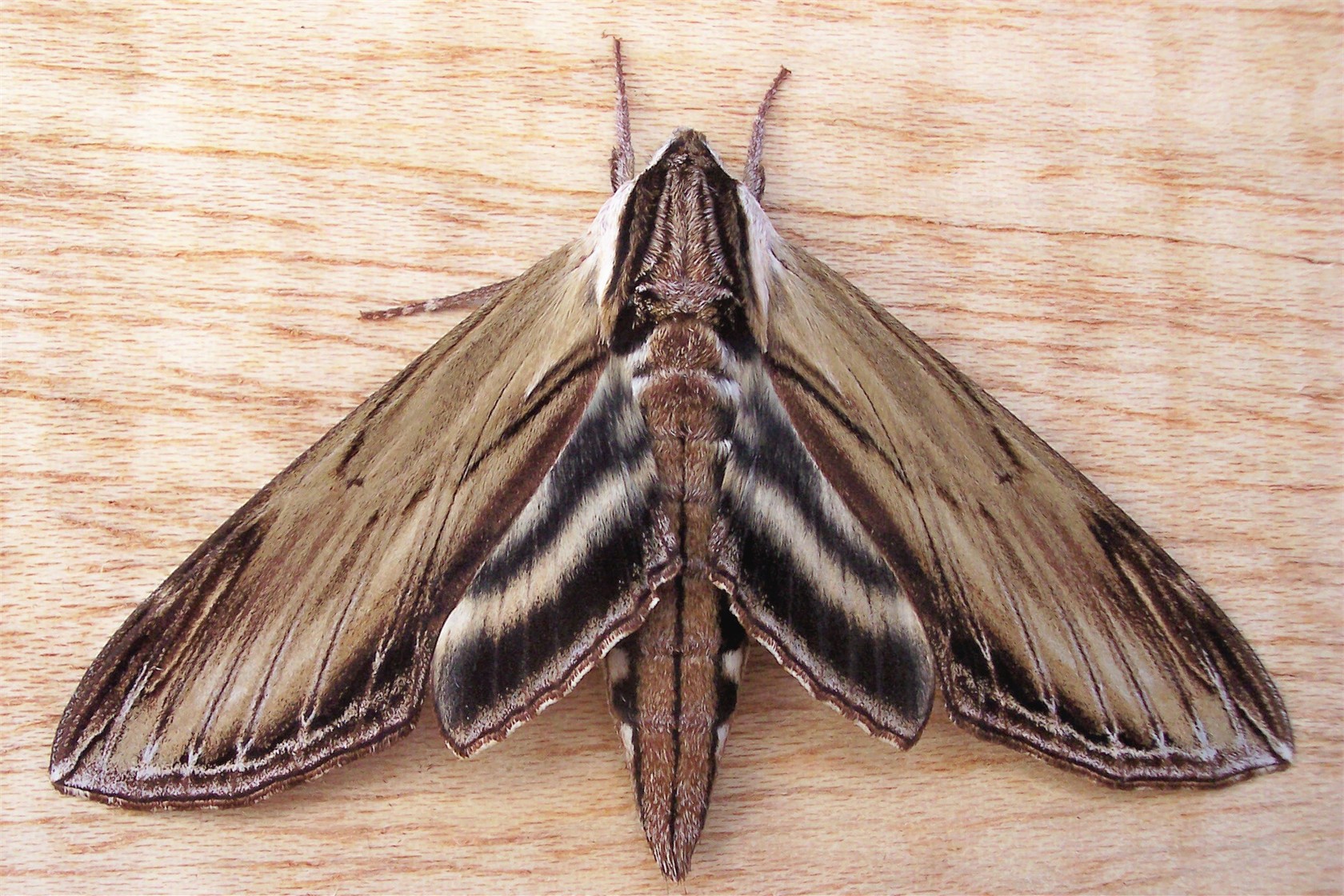 Sphinx Kalmiae