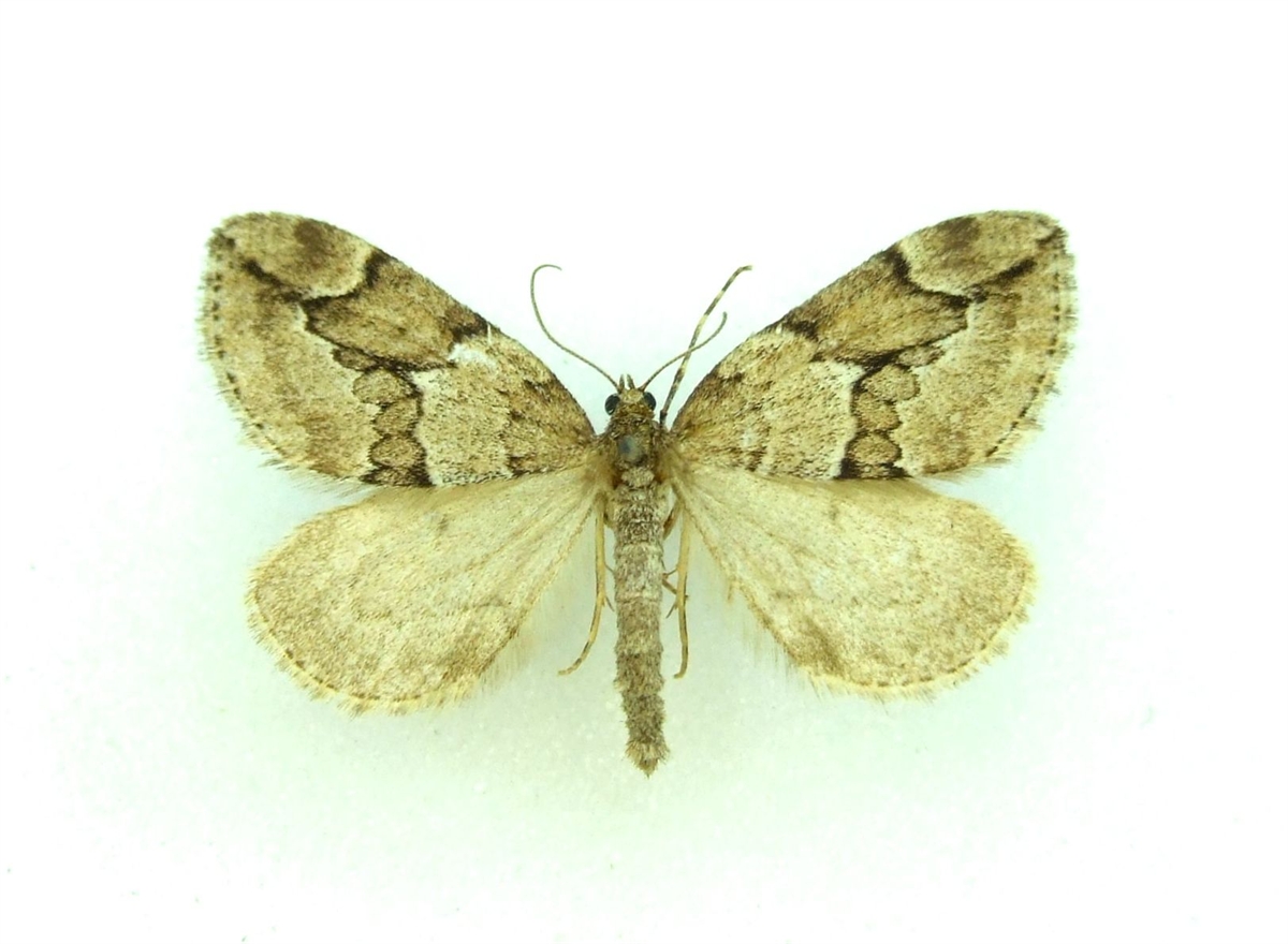 Thera juniperata JUNIPER CARPET World of Butterflies and Moths