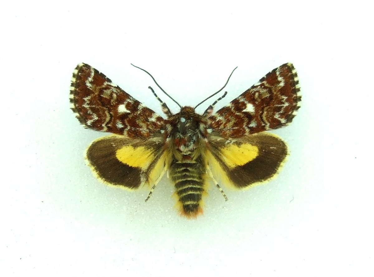 Anarta myrtilli BEAUTIFUL YELLOW UNDERWING World of Butterflies and Moths