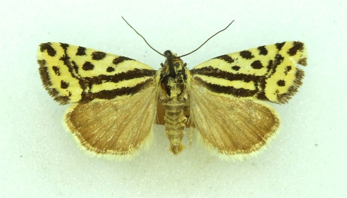 Acontia Emmelia Trabealis SPOTTED SULPHUR 1905 World Of 