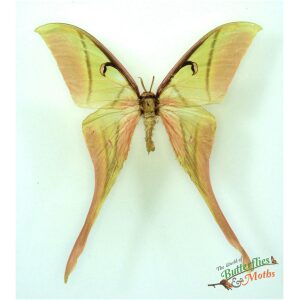 Actias rhodopneuma THAILAND - World of Butterflies and Moths
