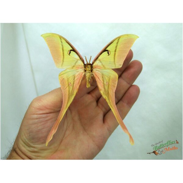 Actias rhodopneuma THAILAND - World of Butterflies and Moths
