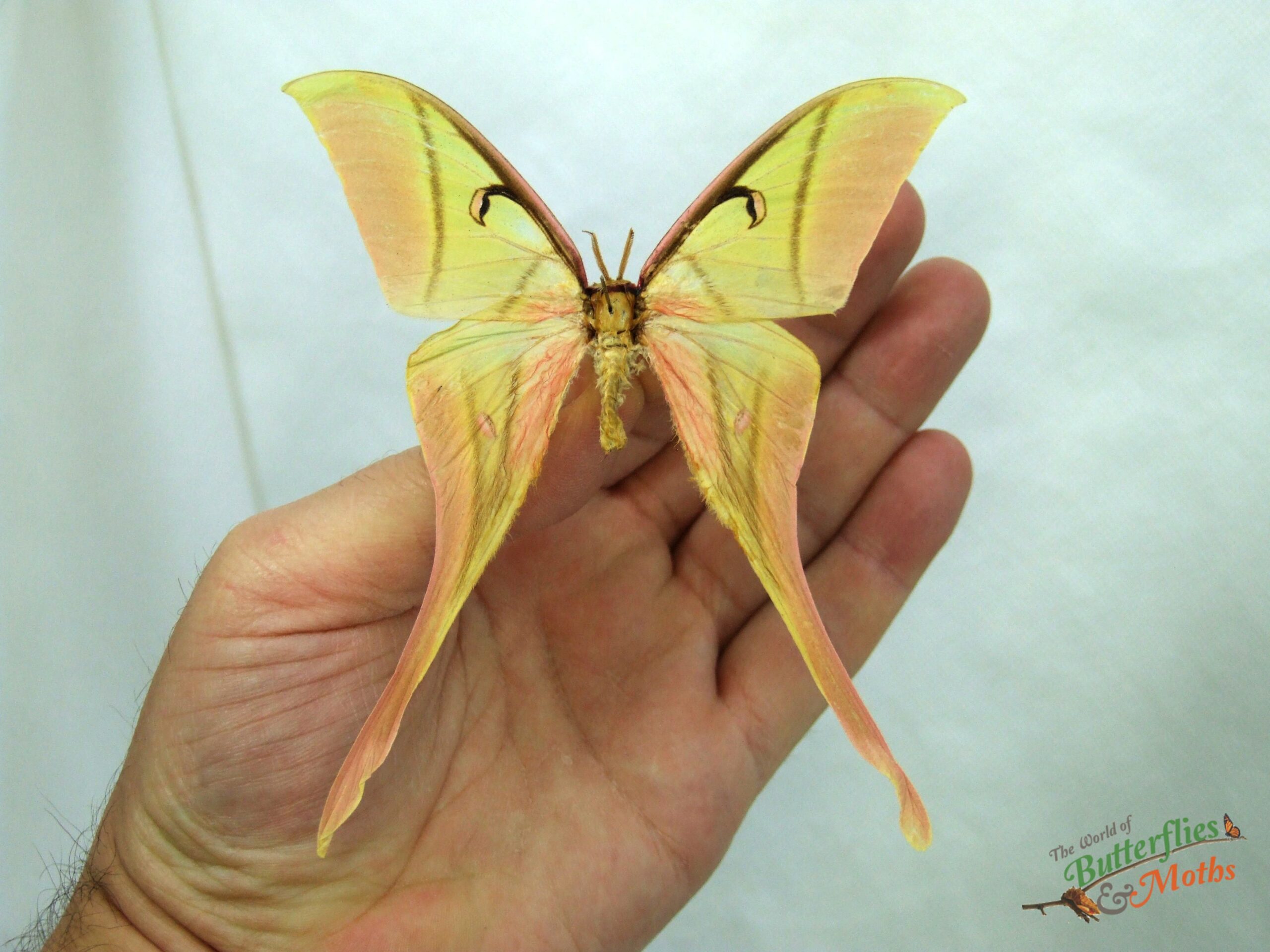 Actias rhodopneuma THAILAND - World of Butterflies and Moths