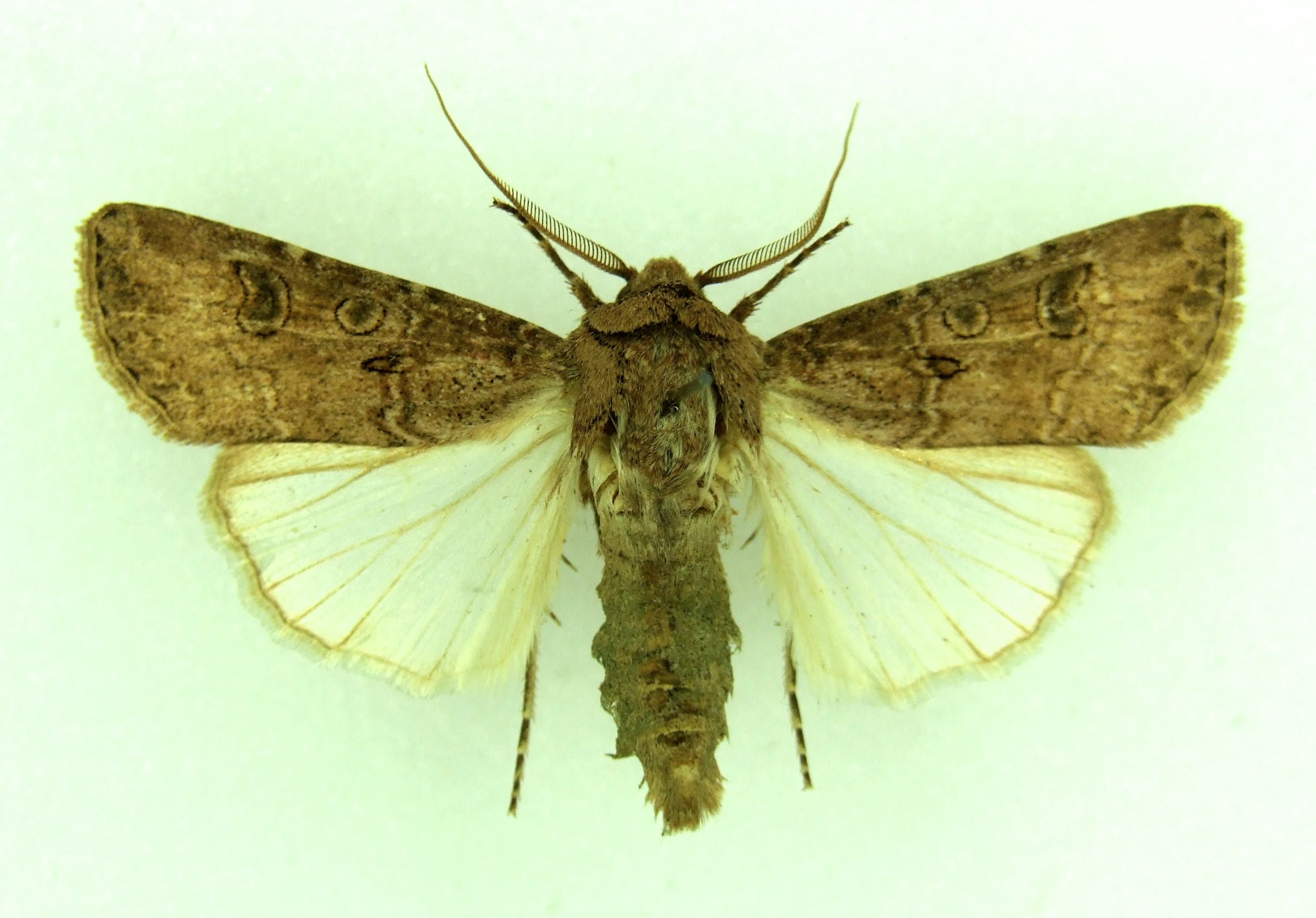 Agrotis segetum TURNIP MOTH World of Butterflies and Moths