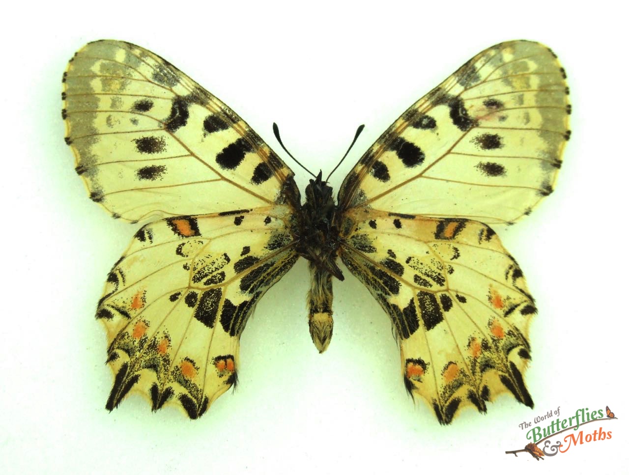 HC-1 Heartfelt Butterfly Medley コレクション Allancastria-cerisyi-M-US_001.jpg