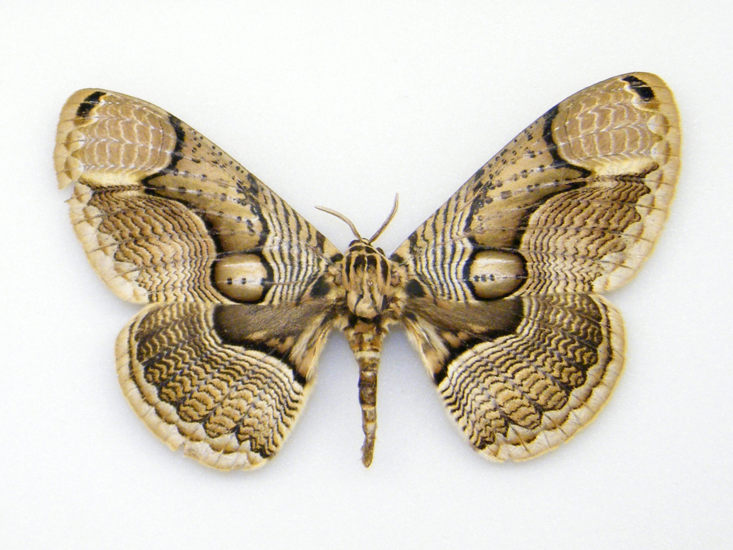 Brahmaea hearseyi THAILAND - World of Butterflies and Moths